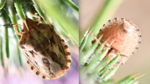 Réf. 264 095 : Eurygaster testudinaria